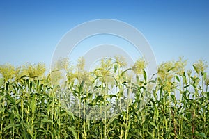 Sorghum in summer