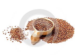 Sorgo seed Sorghum Moench