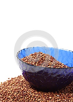 Sorgo seed Sorghum Moench photo