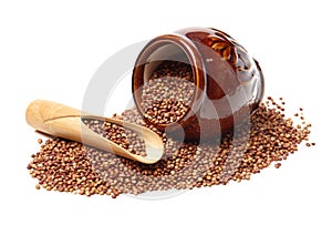 Sorgo seed Sorghum Moench