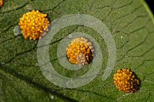 Sori of Golden Polypody Fern photo