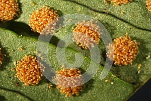Sori of the rock polypody, Polypodium virginianum, photo