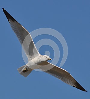 The soring seagull