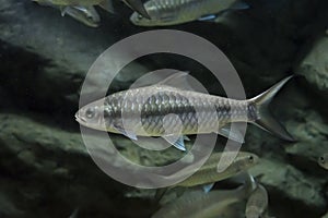 Soro brook carp fish in aquarium. photo