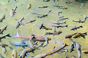Soro brook carp fish photo