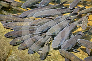Soro Brook Carp fish. photo