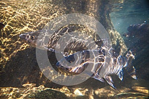 Soro brook carp fish shoot under the waterfall on Namtokphlio