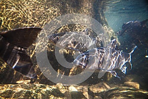 Soro brook carp fish shoot under the waterfall on Namtokphlio