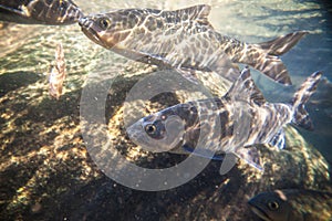 Soro brook carp or science name Neolissochilus stracheyi photo