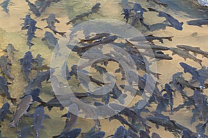 Soro brook carp waterfall fish