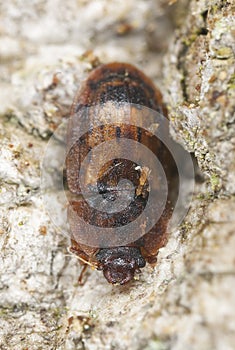 Soronia grisea, nitidulidae on wood