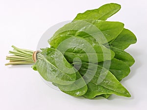 Sorrel