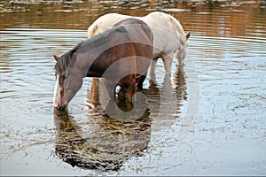 Sorrel bay stallion and white mare wild horses in the Salt River near Phoenix Arizona USA