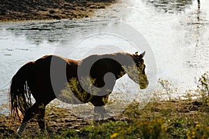 Sorrel broodmare horse with pond water in background of Texas ranch