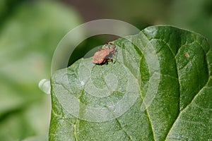 Velvet brown brim bug