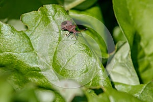 Velvet brown brim bug