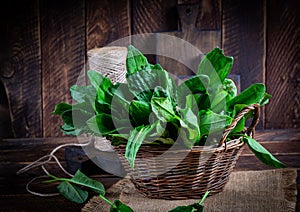 Sorrel. Bunch of fresh green organic sorrel leaf on wooden table
