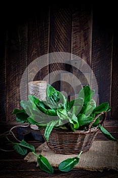 Sorrel. Bunch of fresh green organic sorrel leaf on wooden table