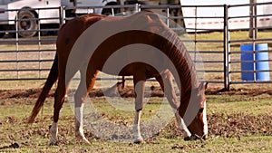 Sorrel color horse grazing at ranch. Portrait of chestnut mare grass feeding at farm.