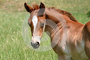 Sorrel Colt