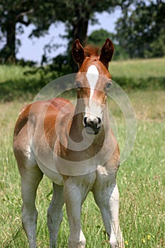 Sorrel Colt