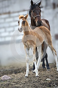 Sorrel foal with his friend in paddock near stable. spring time