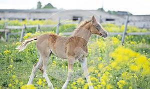 Sorrel foal running in paddock near stable. spring time