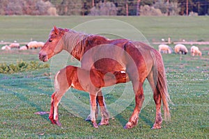 Sorrel foal is sucking mare