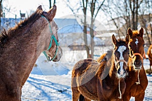 Sorrel foals with horses in frosty winter morning