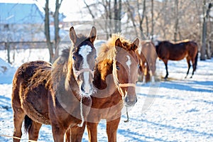 Sorrel foals with horses in frosty winter morning