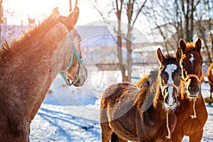 Sorrel foals with horses in frosty winter morning