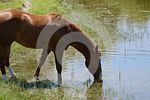 Sorrel gelding horse drinking water