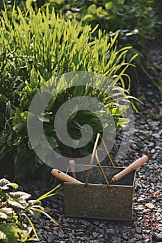 sorrel and green onion in vegetable garden with tools in storage box.