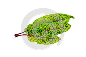 Sorrel green with red veins