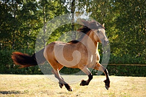 Heavy draft horse running gallop in a field