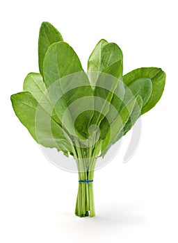 Sorrel herb photo