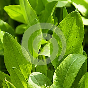 Sorrel herb