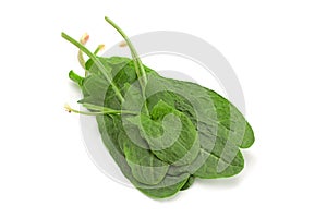 Sorrel herb leaf