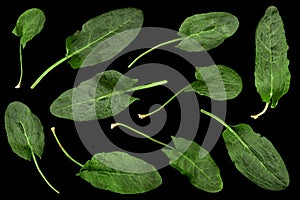 Sorrel herb leaf collection