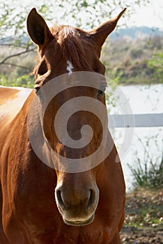 Sorrel horse