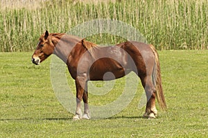 Sorrel horse