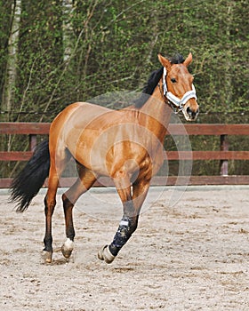 A sorrel horse with black mane and tail gallops across an open arena.