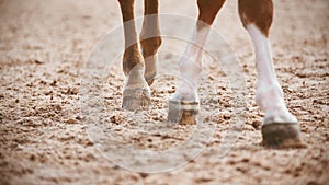 A sorrel horse with elegant legs walks slowly with its hooves on the sand. The horse part of the body