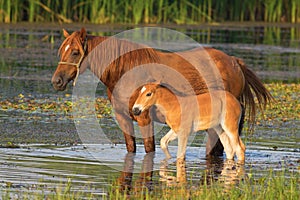 Sorrel horse and foal drink water on the bog