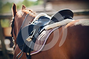 The sorrel horse wears equestrian equipment for sport-saddle, bridle, stirrup and saddlecloth photo