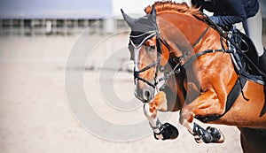 A sorrel horse jumps high at a show jumping competition