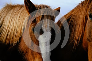 Sorrel horse mane and forelock close up