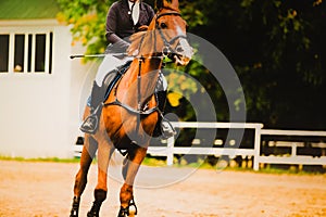 A sorrel horse with a rider in the saddle jumps in the summer on an outdoor arena. Equestrian sports and dressage competitions.