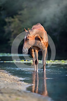 Sorrel horse in river