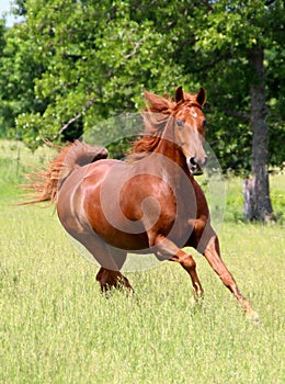 Sorrel Horse Running